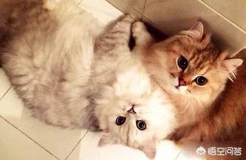 金吉拉猫图片:金吉拉不好好吃饭，金吉拉不好食怎么喂？