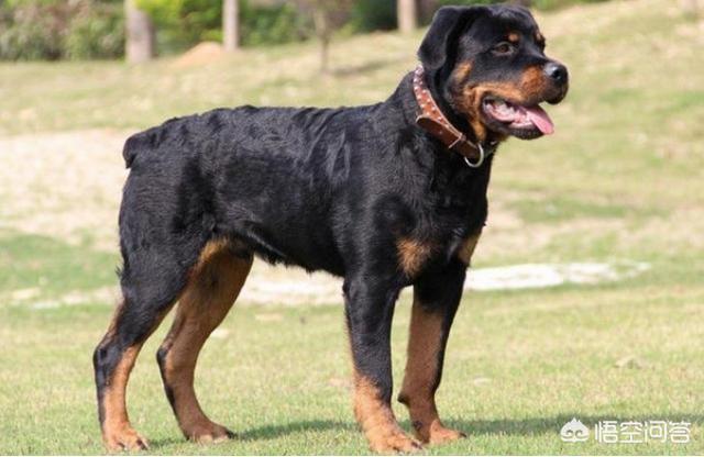 中国导盲犬品种:中国正在征用的军警犬有哪些？