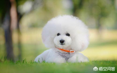比熊犬吃什么肉好:喂食比熊犬注意什么事情才能吃得健康？