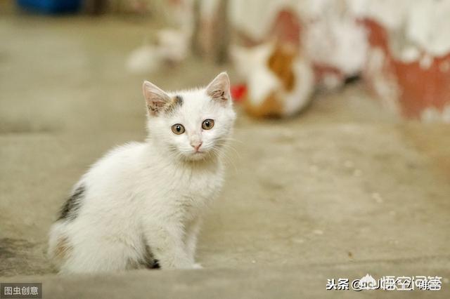野猫八翻:来了一只野猫天天偷吃家里东西，还把家里弄得乱七八糟，怎么办？