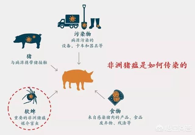 犬毒瘟灵说明书:非洲猪瘟病毒是否可以通过空气传播？如何预防？