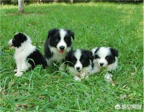 边牧犬洗澡视频:边牧犬比赛视频 养边境牧羊犬好吗？养它要承受什么样的事情？