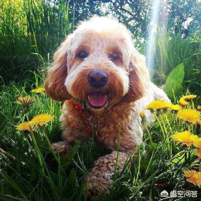 贵宾犬临死前的征兆是什么？