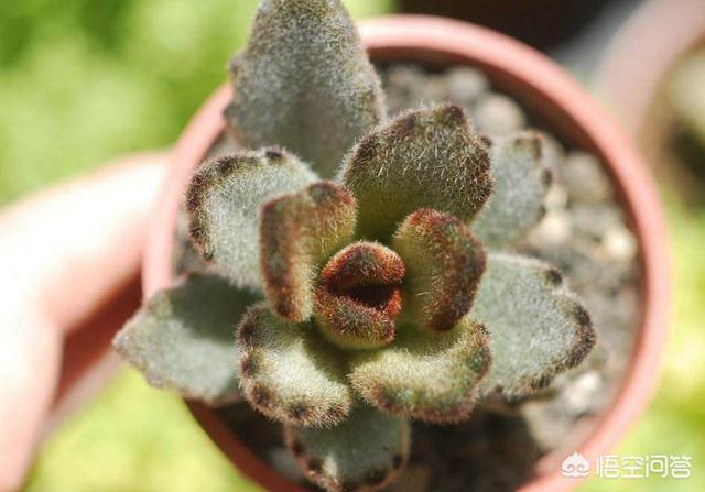 猫耳朵多肉繁殖:多肉植物应该怎么进行叶插？有哪些需要注意的问题？