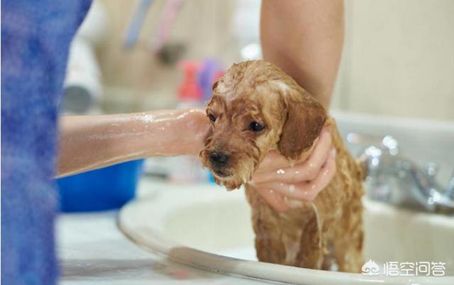 贵宾犬怎么养毛发好:给贵宾犬梳毛要知道哪些知识？