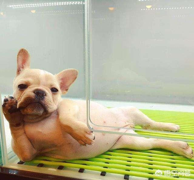 法国斗牛犬吧:为什么说养法国斗牛犬要有一定的“实力”呢？
