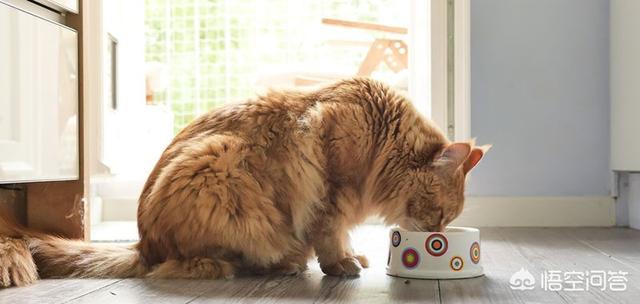 猫罐头vitakraft:猫罐头里有卡拉胶，对猫咪有害吗？ 猫罐头狗能吃吗