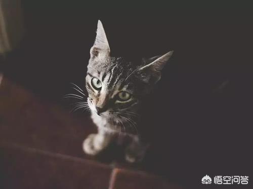 猫咪不乖19楼:我家的猫晚上不肯乖乖的待猫窝里睡觉，喜欢到处乱窜怎么办？
