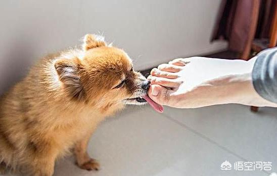 舔脚:狗为什么喜欢舔主人的脚？