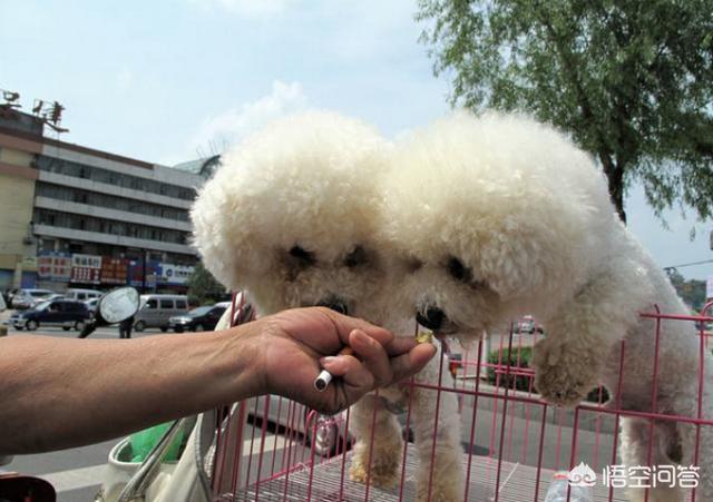 可爱的比熊犬图片:哪些类型的比熊犬不值得购买？