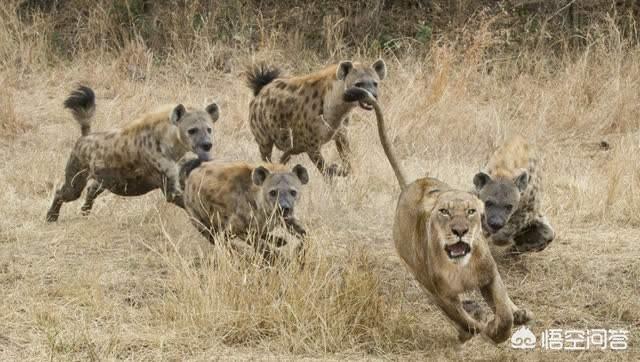野狗vs鬣狗真实记录:为什么非洲野狗也能猎杀落单狮子？