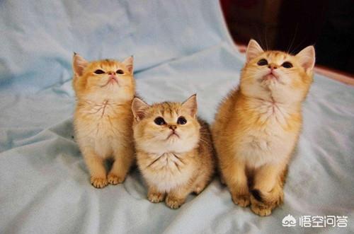 渐层猫大便很干燥,是不是便秘了？该怎么办？