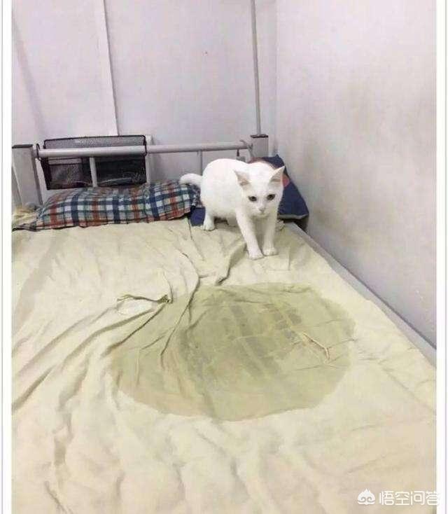 猫咪尿频尿急尿不尽用什么药:猫咪尿频尿不尽怎么治疗 头条的朋友们我家猫咪这两天频繁去厕所还尿不出来应该吃什么药？
