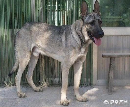 东北长毛狼青犬图片大全:二战时期，日军的狼青犬是如何培育出来的？