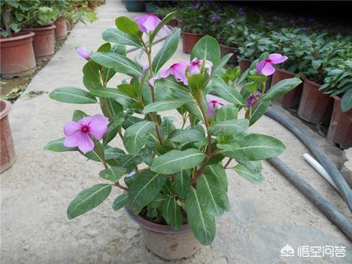 长春花，四季常绿，花色繁多，室内栽培要如何管理呢
