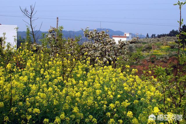 南京三岔路灵异事件:蛇真的会记仇会报复人吗，两个真实的故事告诉你的答案？