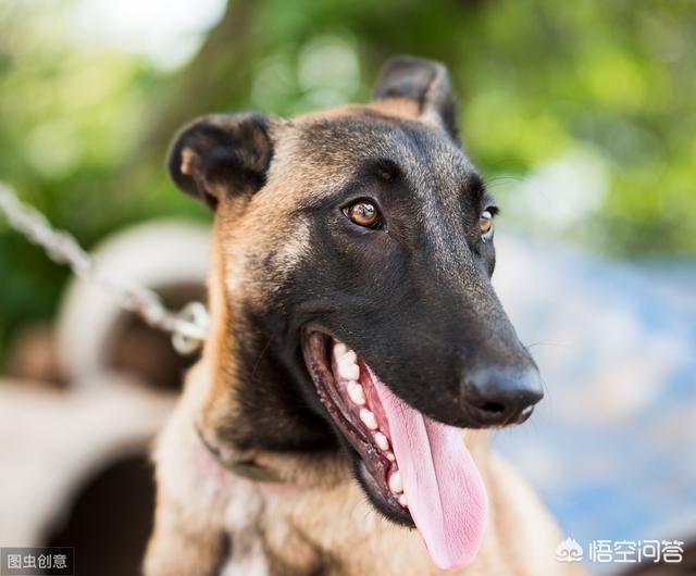 比利时马犬的脖围:马犬能让你摸什么部位，说明它真心臣服于你？