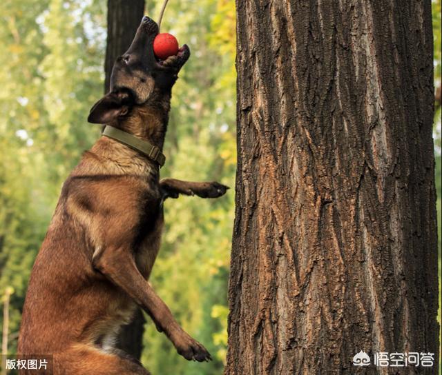 比利时马犬的脖围:马犬能让你摸什么部位，说明它真心臣服于你？