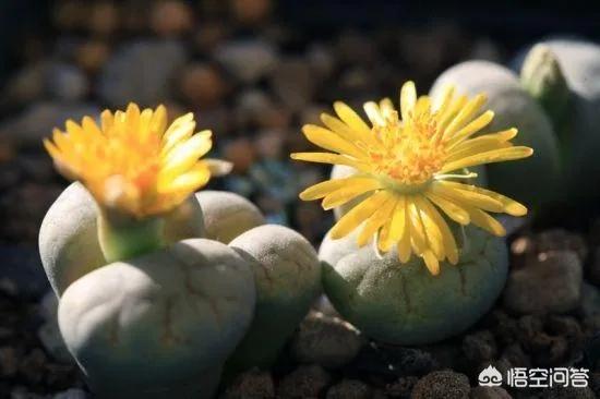 石花是什么样子的,多肉生石花。摄影怎么拍？