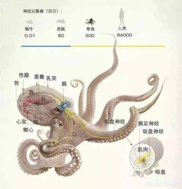 6岁女童被藏獒咬断脖子气管身亡:为什么动物被砍头，身体还能挣扎，而人被砍头身体就不会动了？ 三岁小孩被藏獒咬断气管