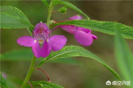 非洲凤仙花养护:凤仙花的养殖方法和注意事项？