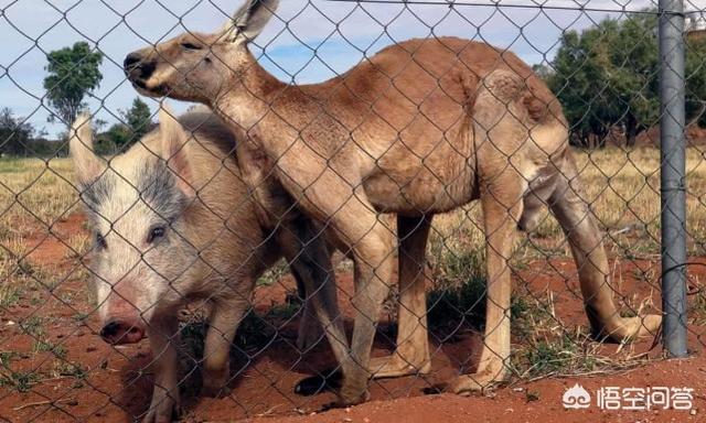 一只猪和一只袋鼠能相爱吗？