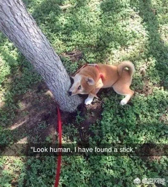 狗和狼的DNA一样吗？插图9