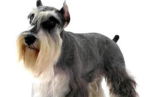 戈登雪达犬幼犬多少钱一只:斯塔福犬怎么样，幼犬价格多少钱？为什么？