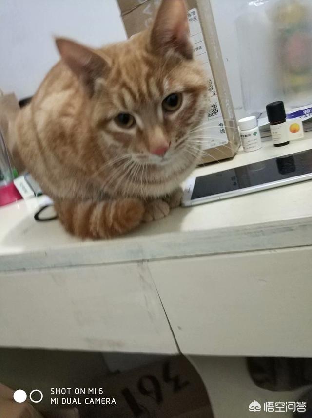 微信取什么名字最好听:大家都给猫取了什么有趣的名字(给猫猫取名字大全)