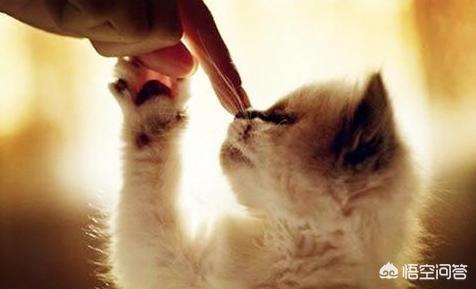 子猫絮语吧:猫犯错后不能打吗？打了会怎样？该怎么教育猫？