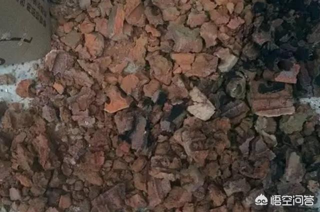 多肉大和锦根能长多粗:锦晃星枝太长怎么办?头大，枝细又长，怎么办？