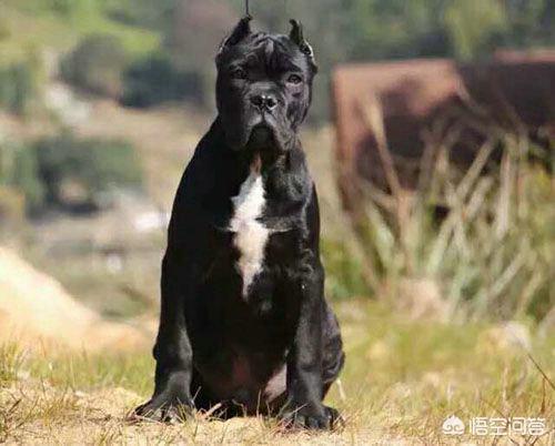 最好的家庭护卫犬:最好的家庭护卫犬排名 全世界最具护卫的犬种是哪一种？