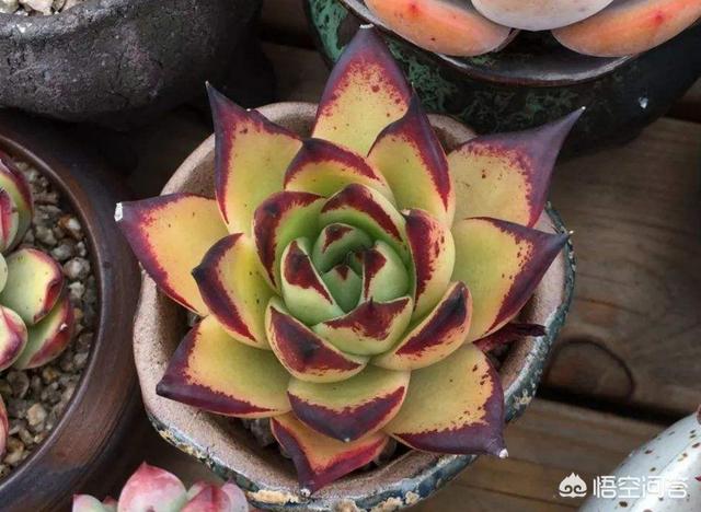 乌木怎么鉴别之四大经验共享:黄皮乌木怎样区分，是乌木出的状态还是就是这样的品种？