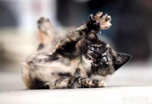 四岁的玳瑁猫霍莉:我比较好奇，玳瑁猫咪和三花猫的区别？