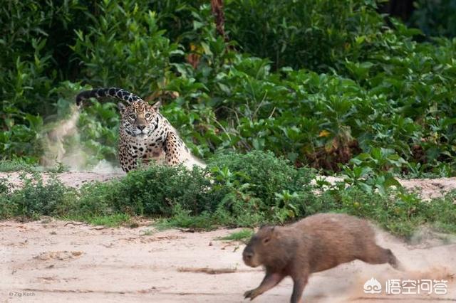 美洲长尾虎猫多少钱:2020虎斑猫多少钱一只？