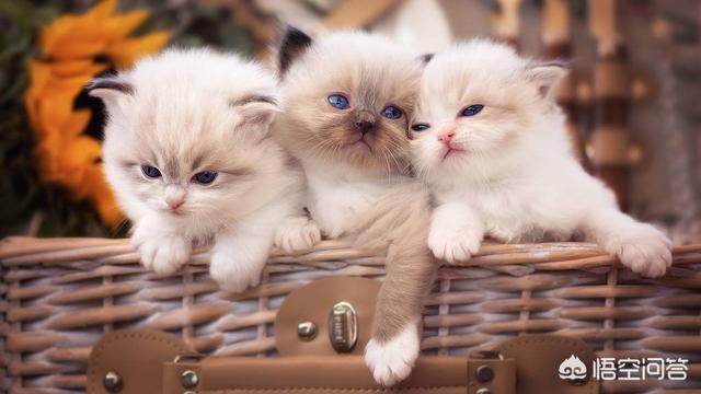 家里没有阳台养猫好吗:猫是散养好，还是养在屋里好？ 家里有阳台能养猫吗