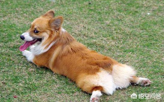 怎样挤肛门腺:肛瘘用什么洗最好 柯基犬不挤肛门腺有什么后果？