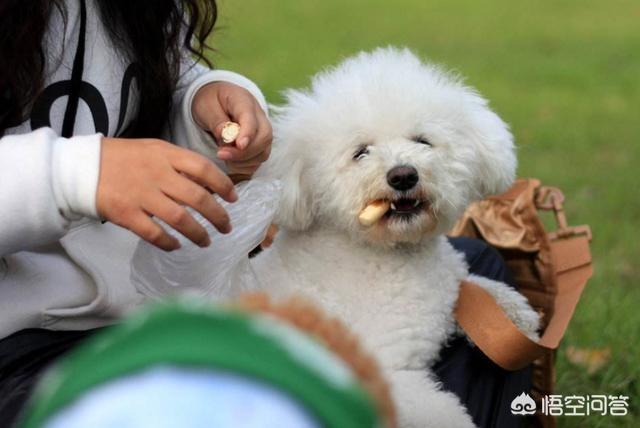 白贵宾犬和泰迪的区别:比熊犬和贵宾犬的区别是什么？