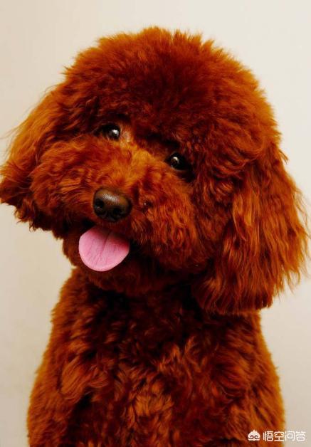 灰色的小贵宾狗怎么养:哪些颜色的贵宾犬最多人养呢？