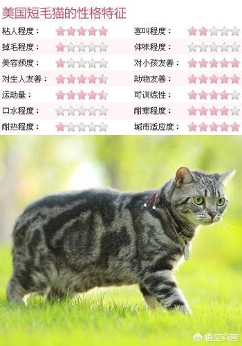 美国短毛猫图片:介绍美国短毛虎斑猫（美短）？