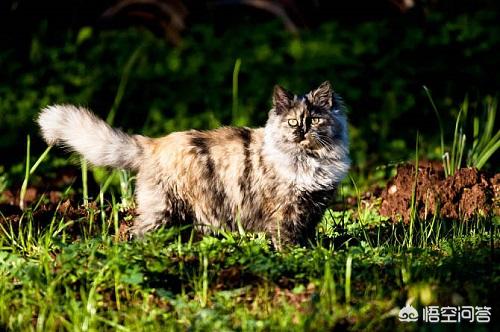 波斯猫的图片或资料:波斯猫有口炎吃什么消炎药，消炎药能治小猫口炎吗？