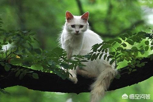 波斯猫的图片或资料:波斯猫有口炎吃什么消炎药，消炎药能治小猫口炎吗？