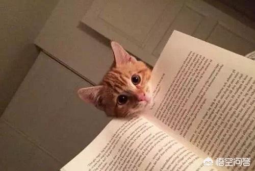 猫咪脸型什么时候长定,橘猫几岁脸型定型？