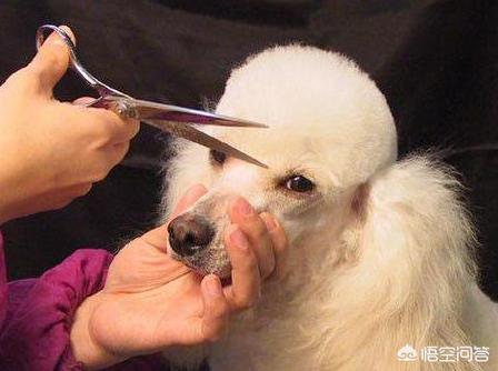 狗狗眼屎多:狗狗眼屎特别多，还有泪痕了，这该怎么办？