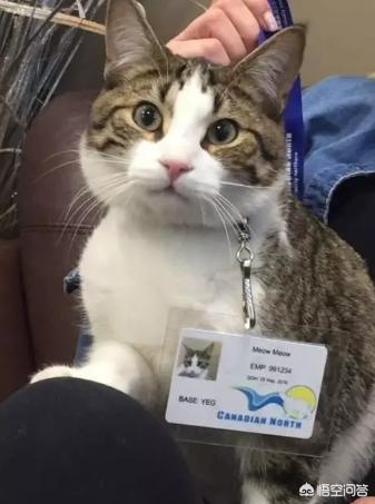 纯种爱尔兰猎狼犬价格:可以带狗狗一起去旅行吗，要坐飞机？
