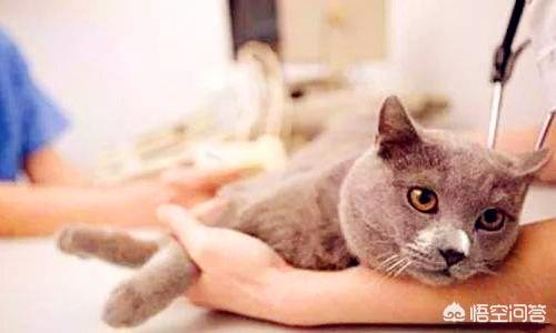 自制清淡猫饭:自制猫饭食谱 猫咪有泪痕了，可以用什么来漂白吗？