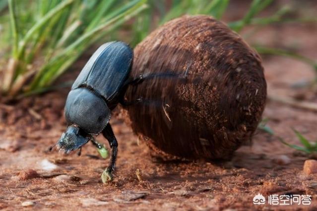 澳洲负鼠有害吗:外来生物都是有害的物种吗？