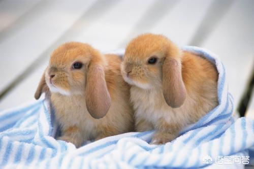 垂耳兔的图片:垂耳兔经常拉软便是怎么回事？