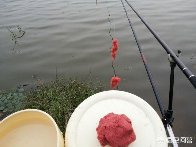 蚯蚓吃什么食物腥味大:蚯蚓要吃什么食物 大家钓鱼为什么都用面饵？蚯蚓不能钓大鱼吗？