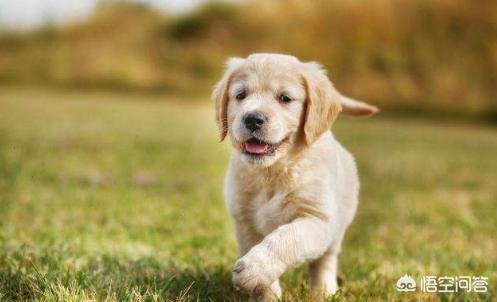 3个月金丹犬:三个月的金毛适合吃生鸡背吗？